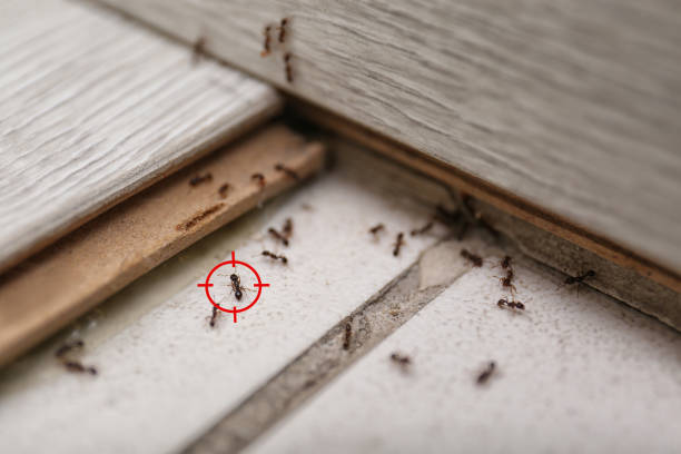 Best Termite Control Services  in Chicago Ridge, IL