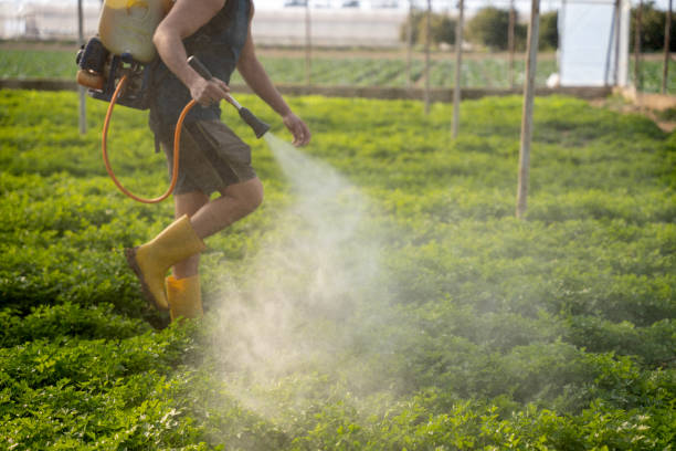 Best Affordable Pest Control Services  in Chicago Ridge, IL