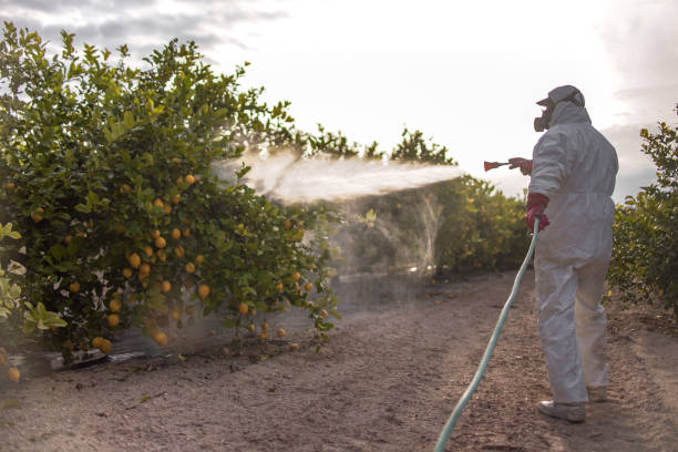Best Termite Control Services  in Chicago Ridge, IL