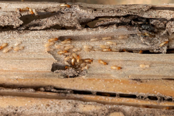 Best Mosquito Control Services  in Chicago Ridge, IL